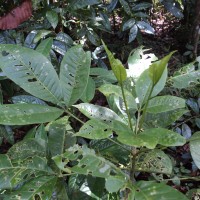 Melicope lunu-ankenda (Gaertn.) T.G.Hartley